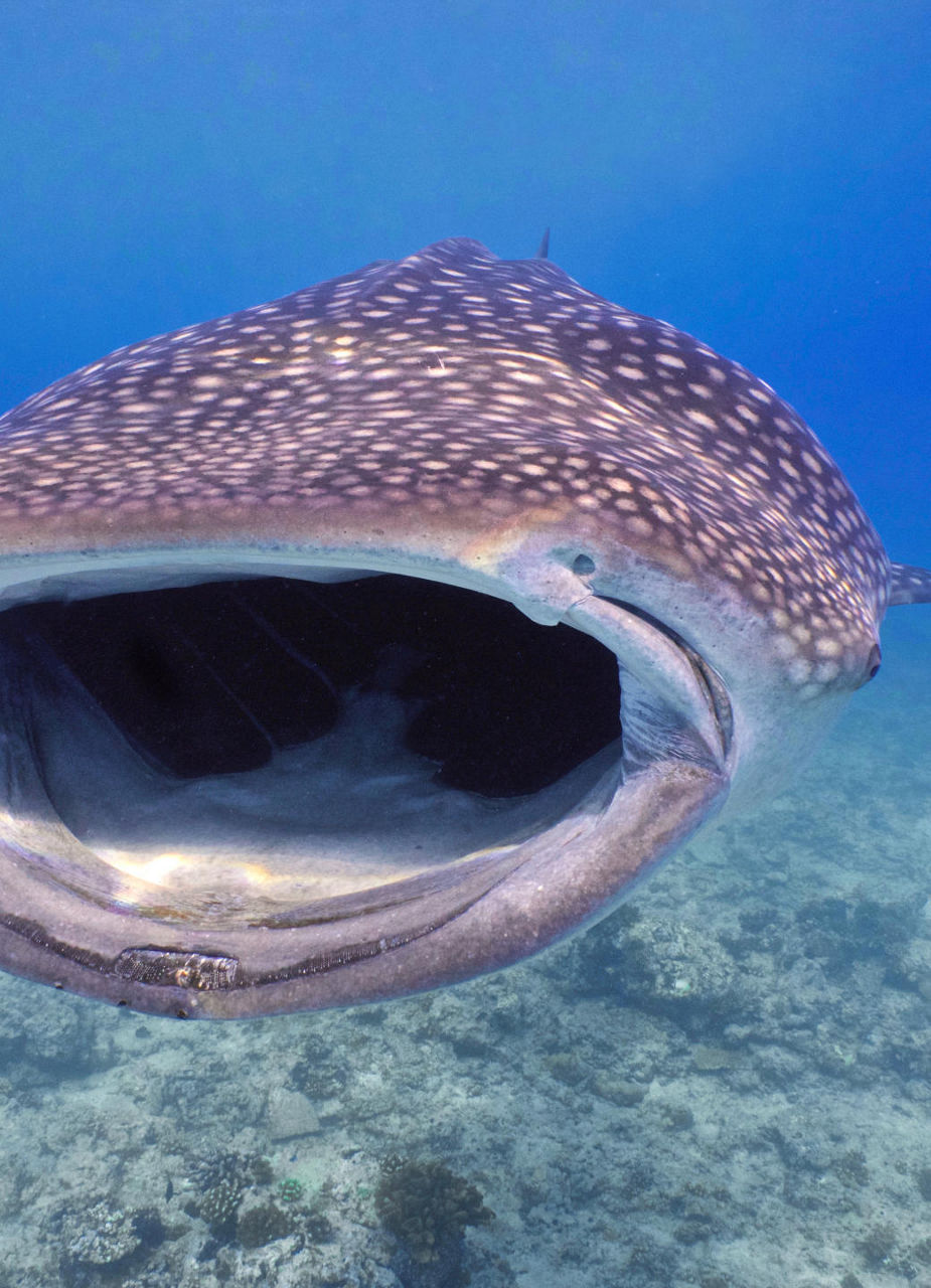 Whaleshark eating