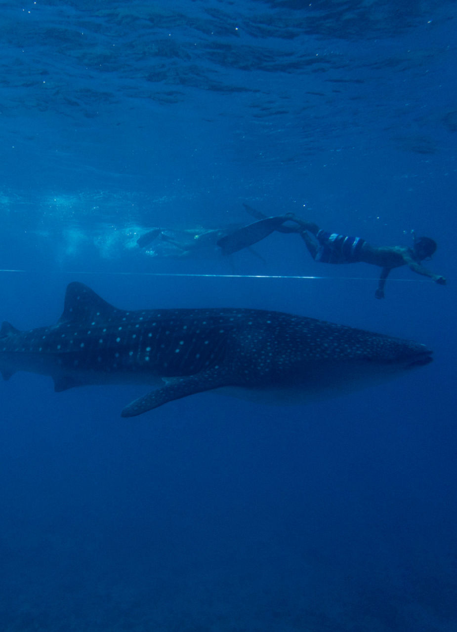 Diver measuring whaleshark