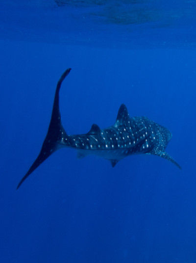 Whaleshark