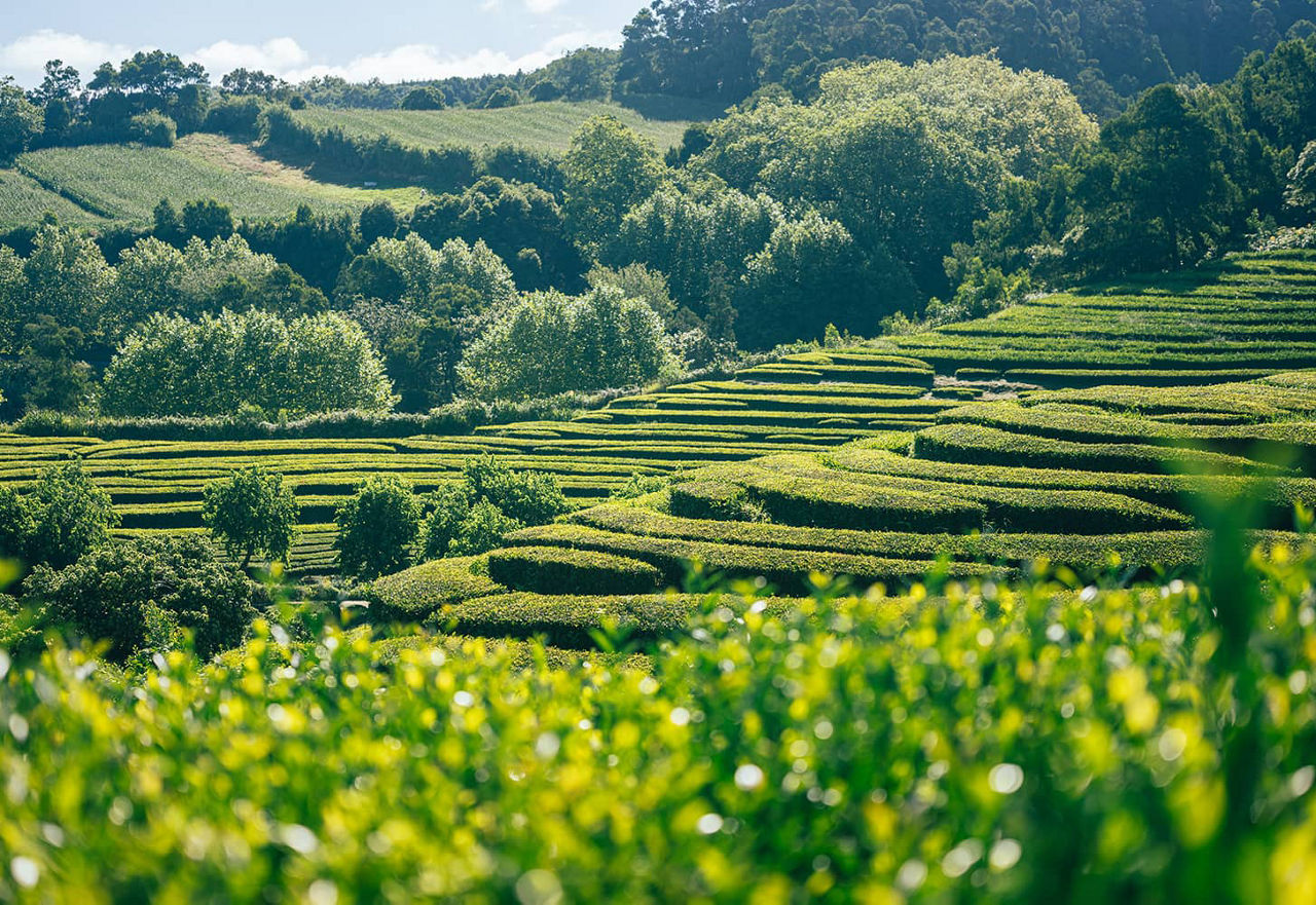 Azores 