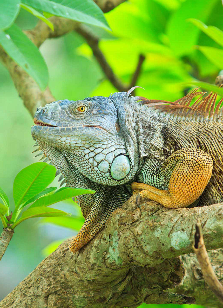 Lézard