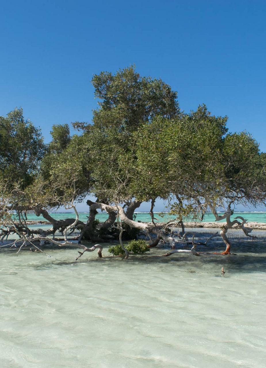 mangrove Forests