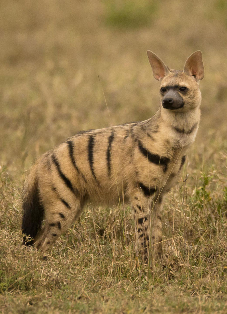 Aardwolves