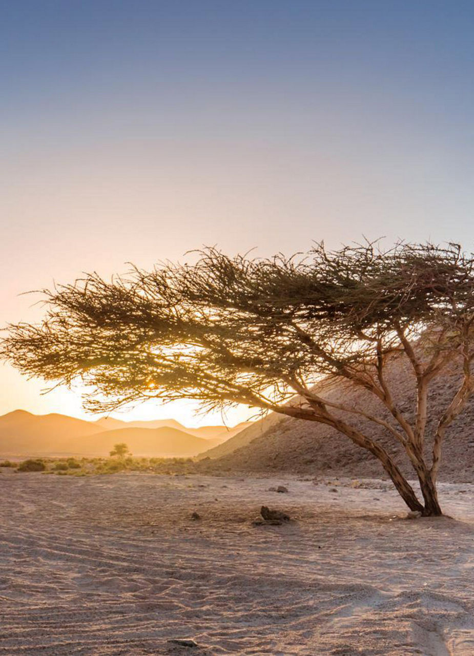 Tree in Desert
