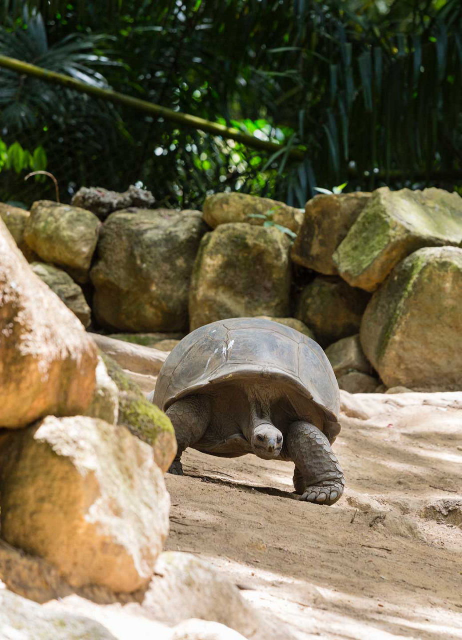 Aldabra Giant Tortoises