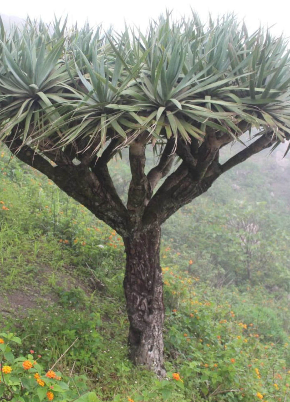 Cape Verdean Dragon Tree