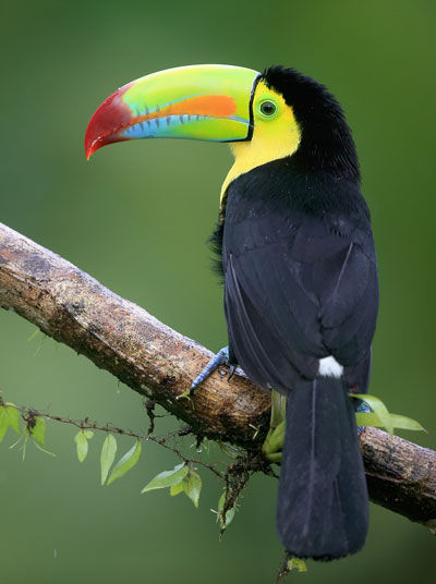 Tucan