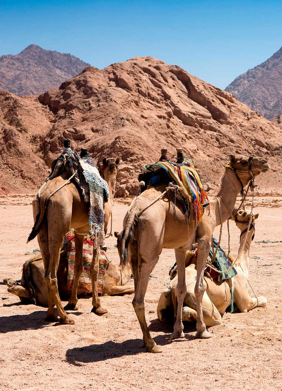 Camels in Dessert