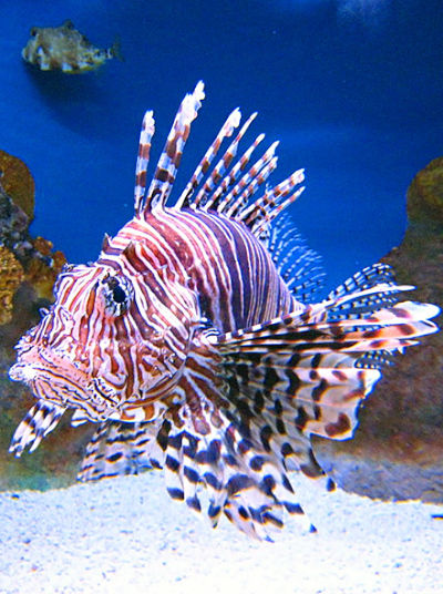 Lionfish