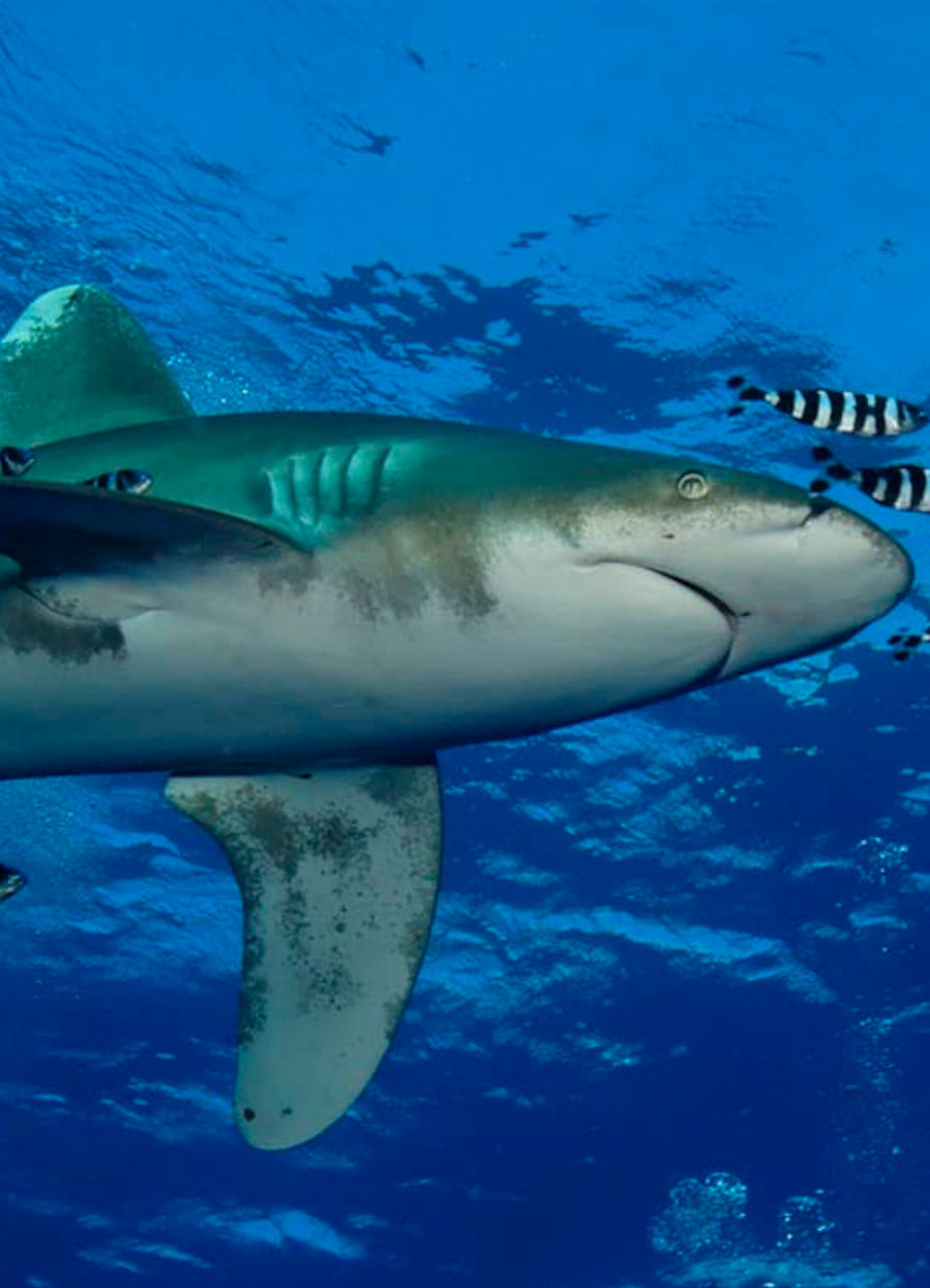 Top Reef Shark