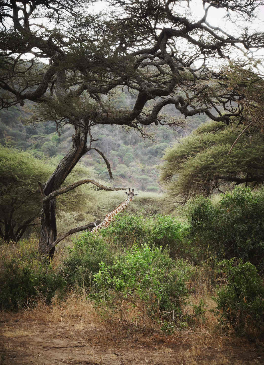 National parks in Tanzania