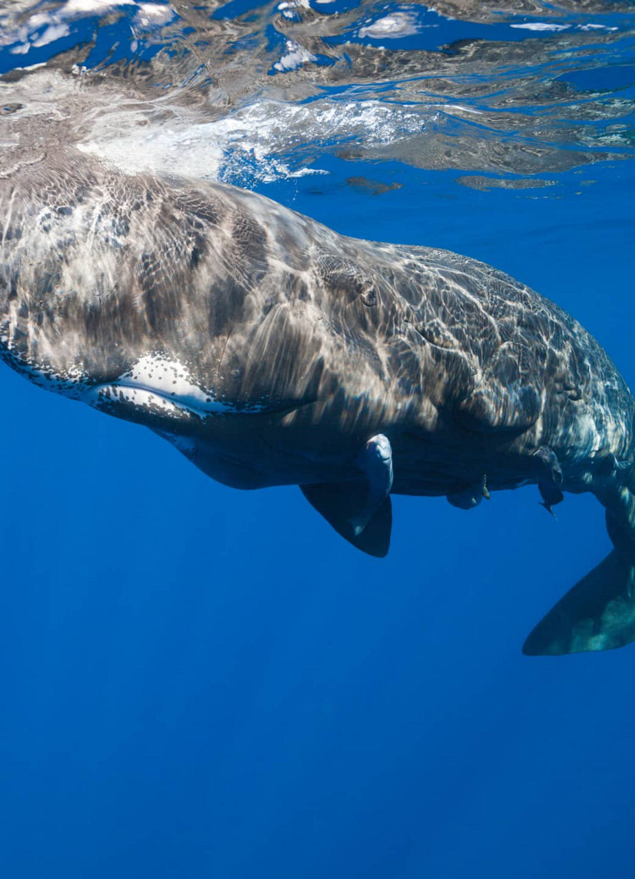 Sperm Whale