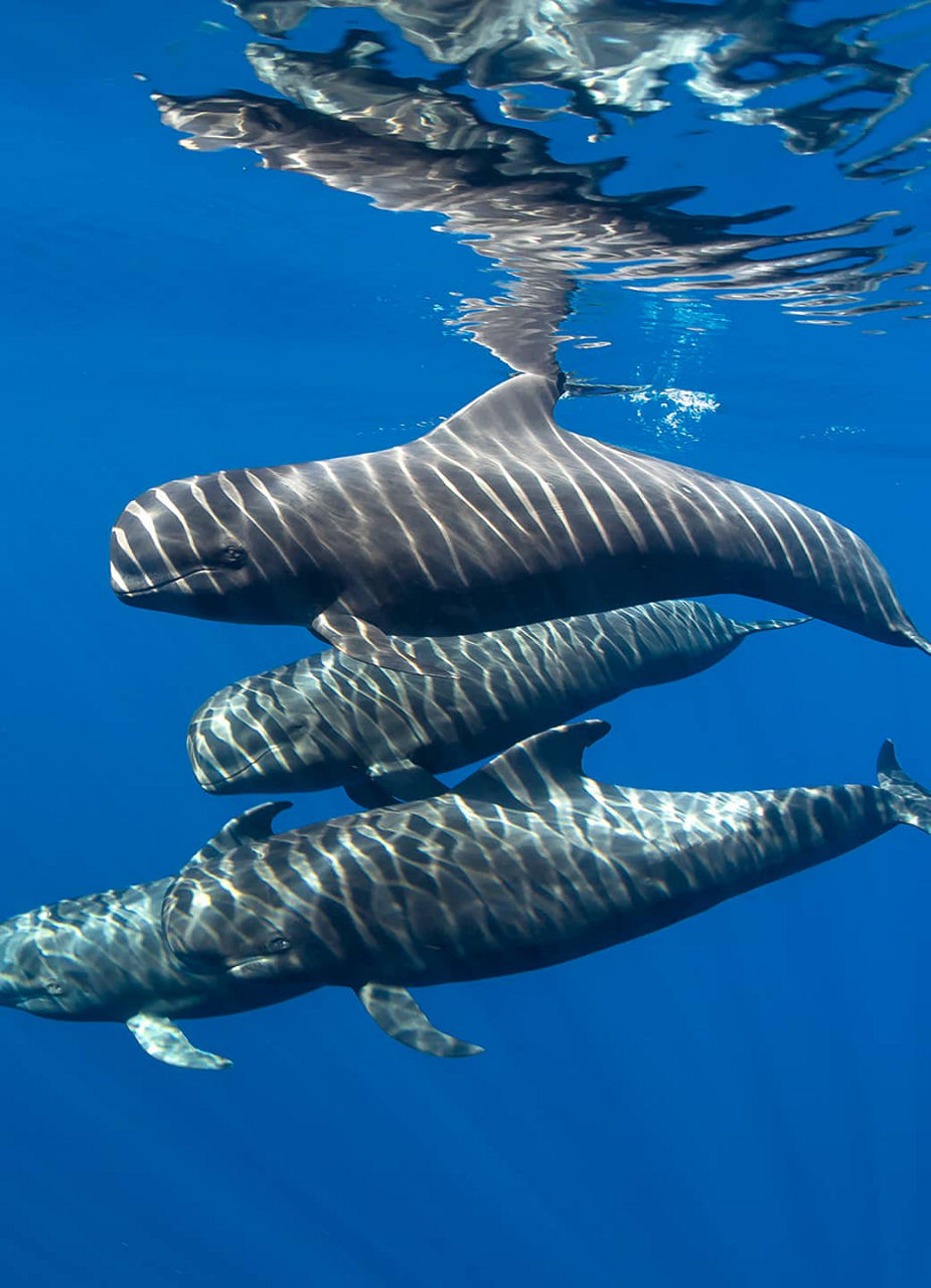 Whales Under Water