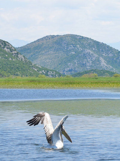 Pelikan on Lake Skadar