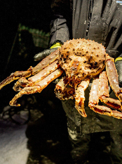 King crab