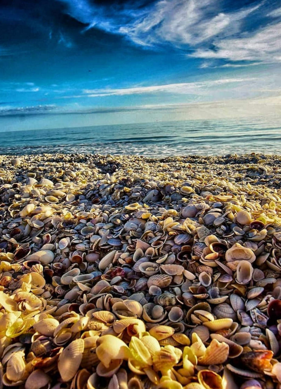 Sanibel Island Mussels