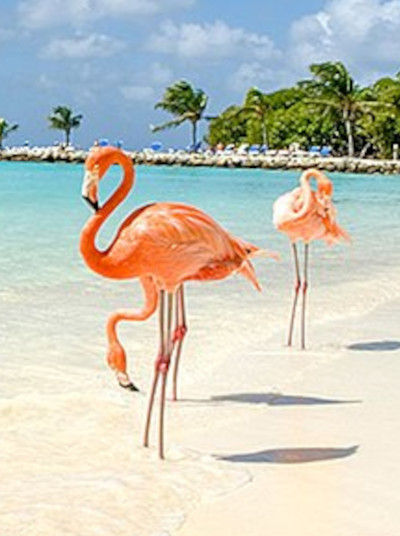 Flamingos at Cayo Coco