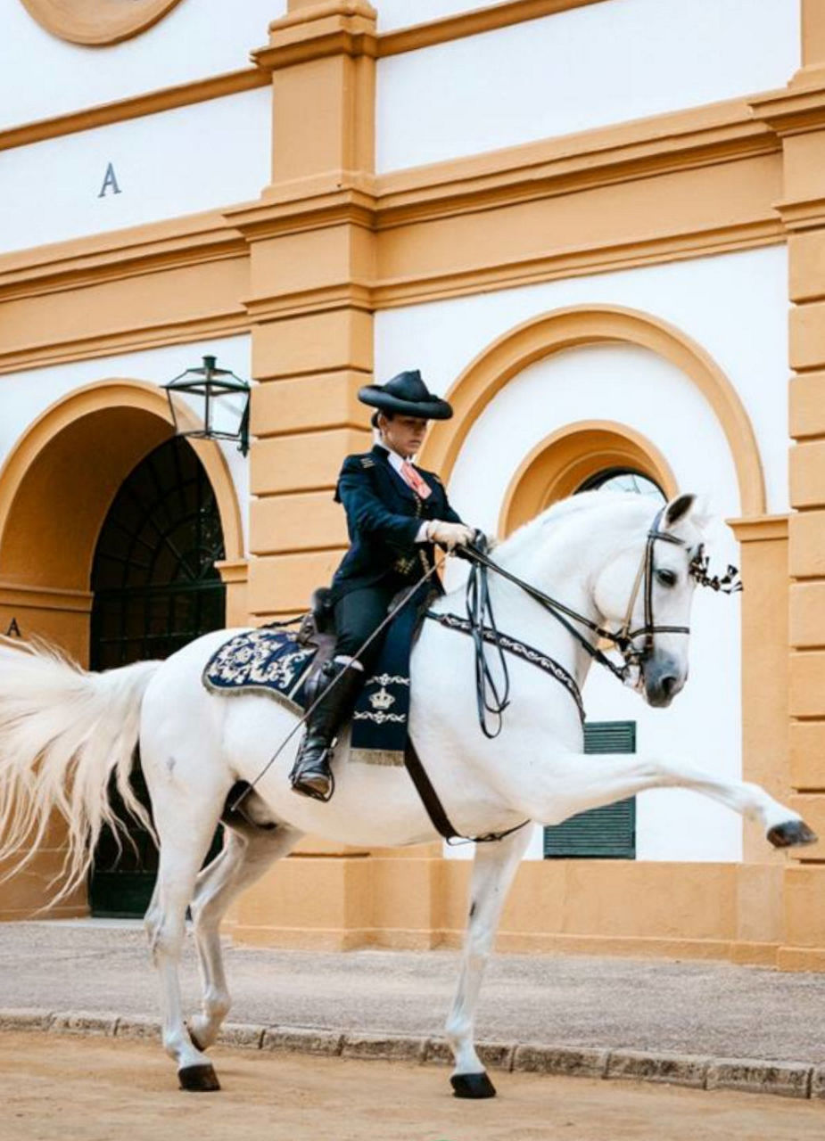 Dressage Horse in Jerez