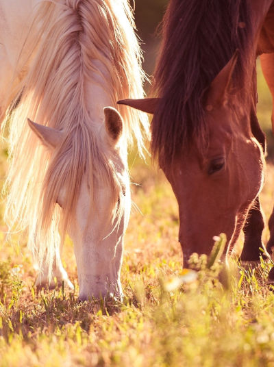 Horses of Finca la Mimbre 