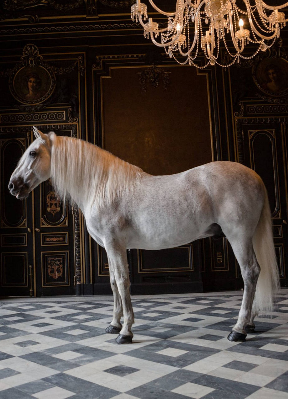 Andalusian Horse