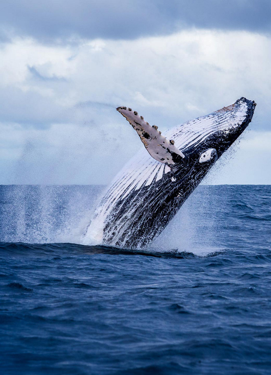 Baleine à bosse bondissante