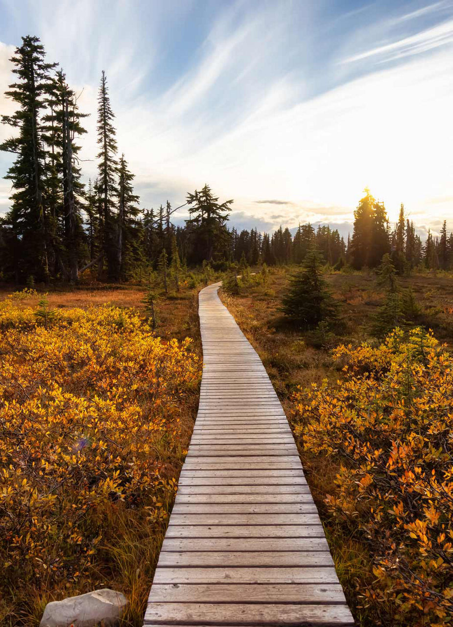 Walking path in forest