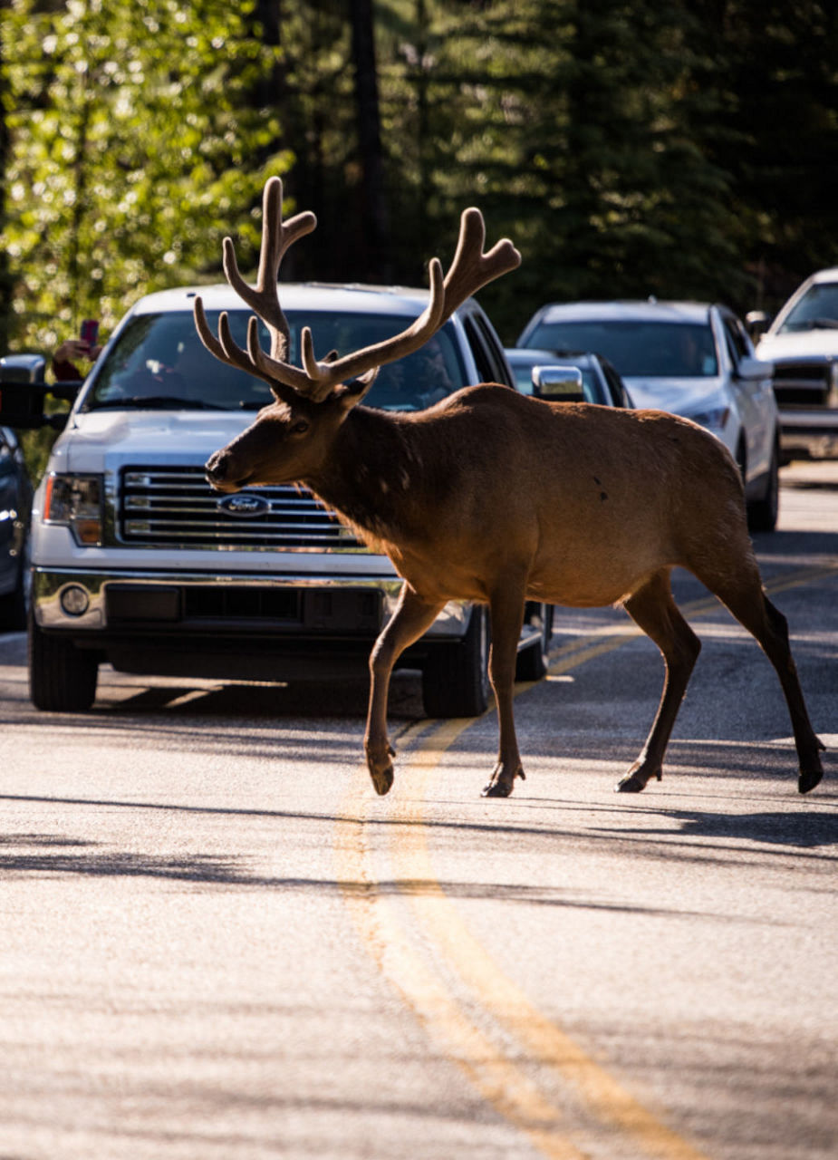 Moose crossing the street