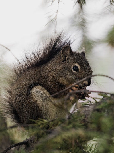 Squirrel at Banff National Park