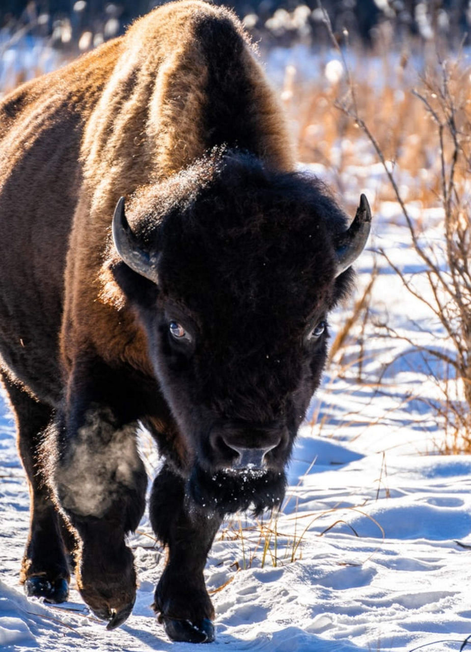 Bison at Elk Island National Park