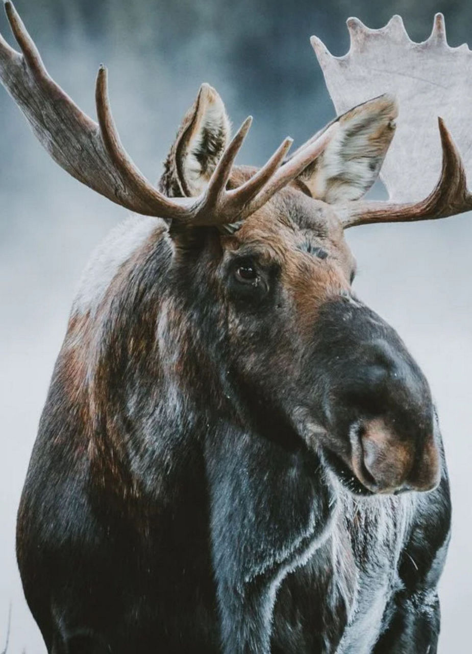 Moose at Jasper National Park