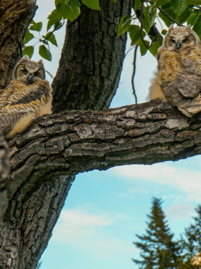 Owls at Wateron Lakes National Park