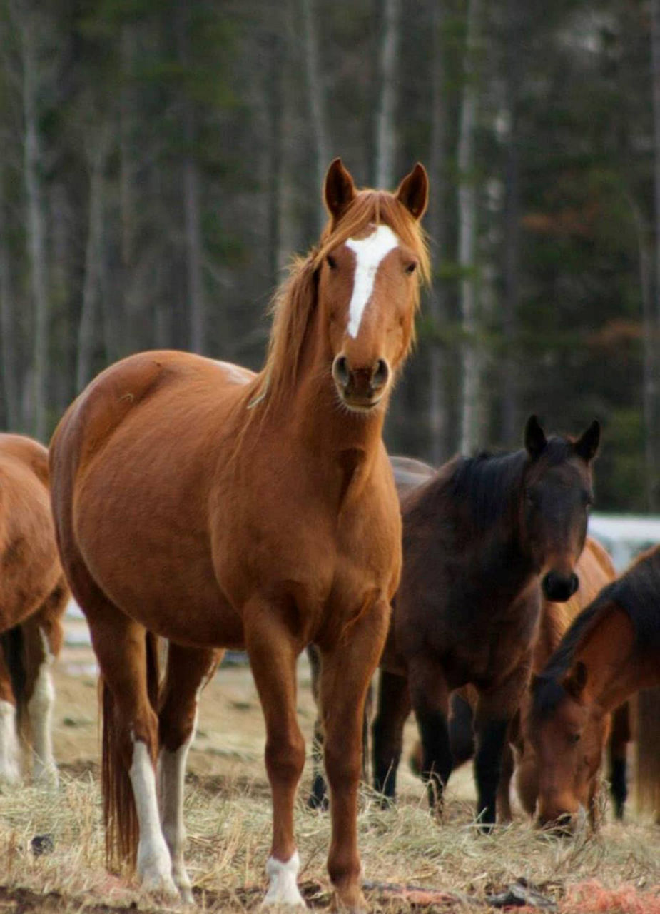 Horses on a rescue ranch in Canada