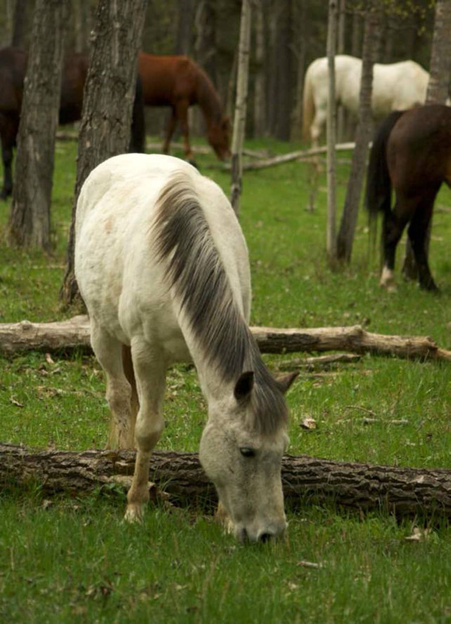 Horse grazing in Alberta, Canada
