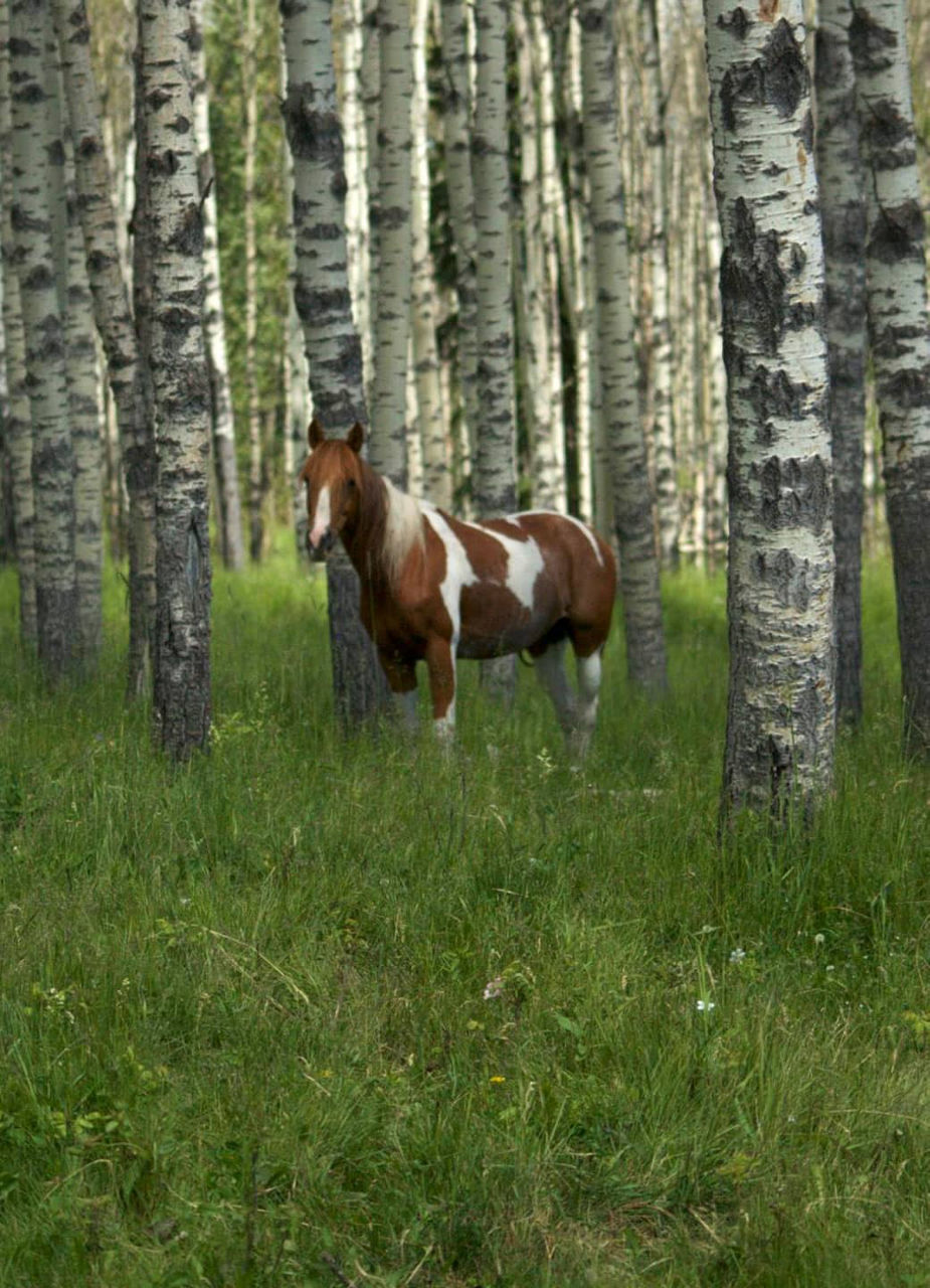 Horse in Alberta, Canada