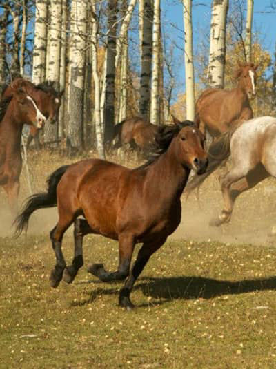 Running horses in Canada