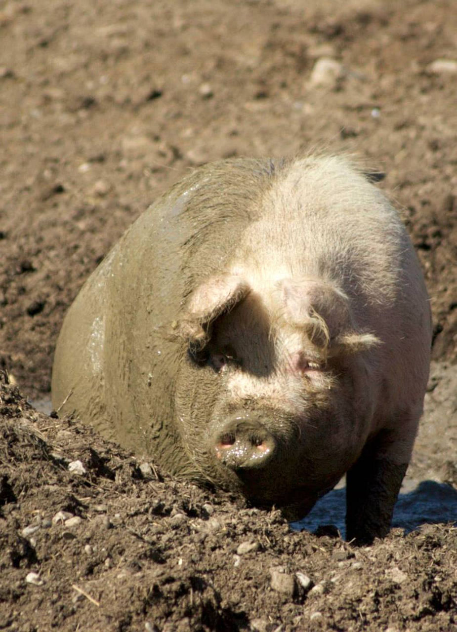 Pig on a horse rescue ranch in Canada