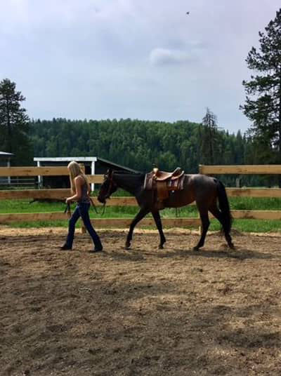 Horse training in Canada