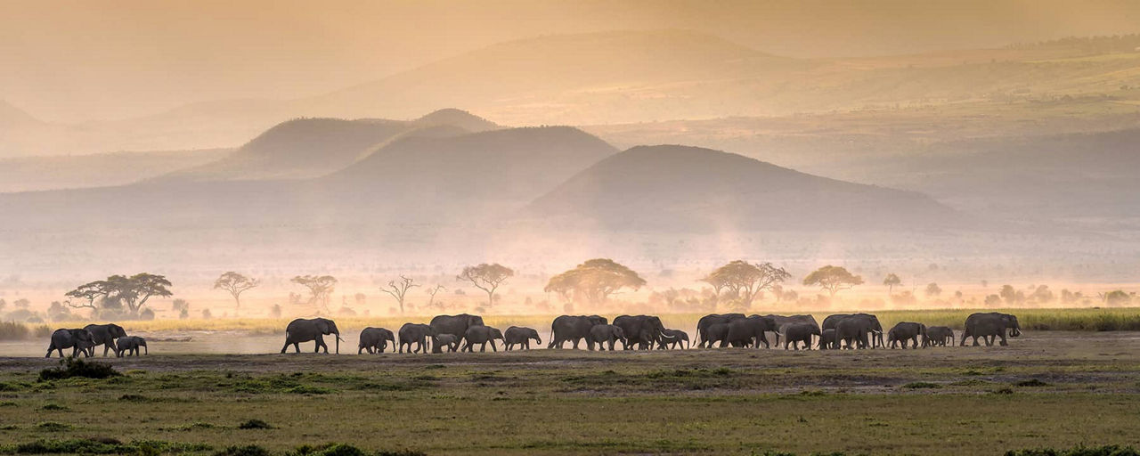 dar-es-salaam-elephants