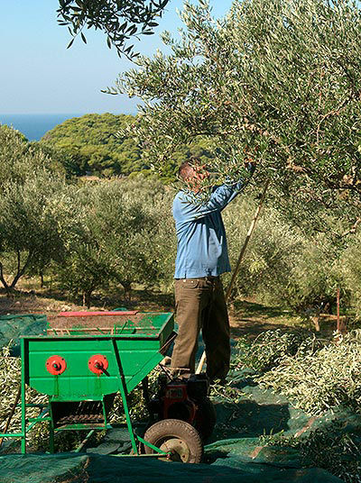 Olive Tree
