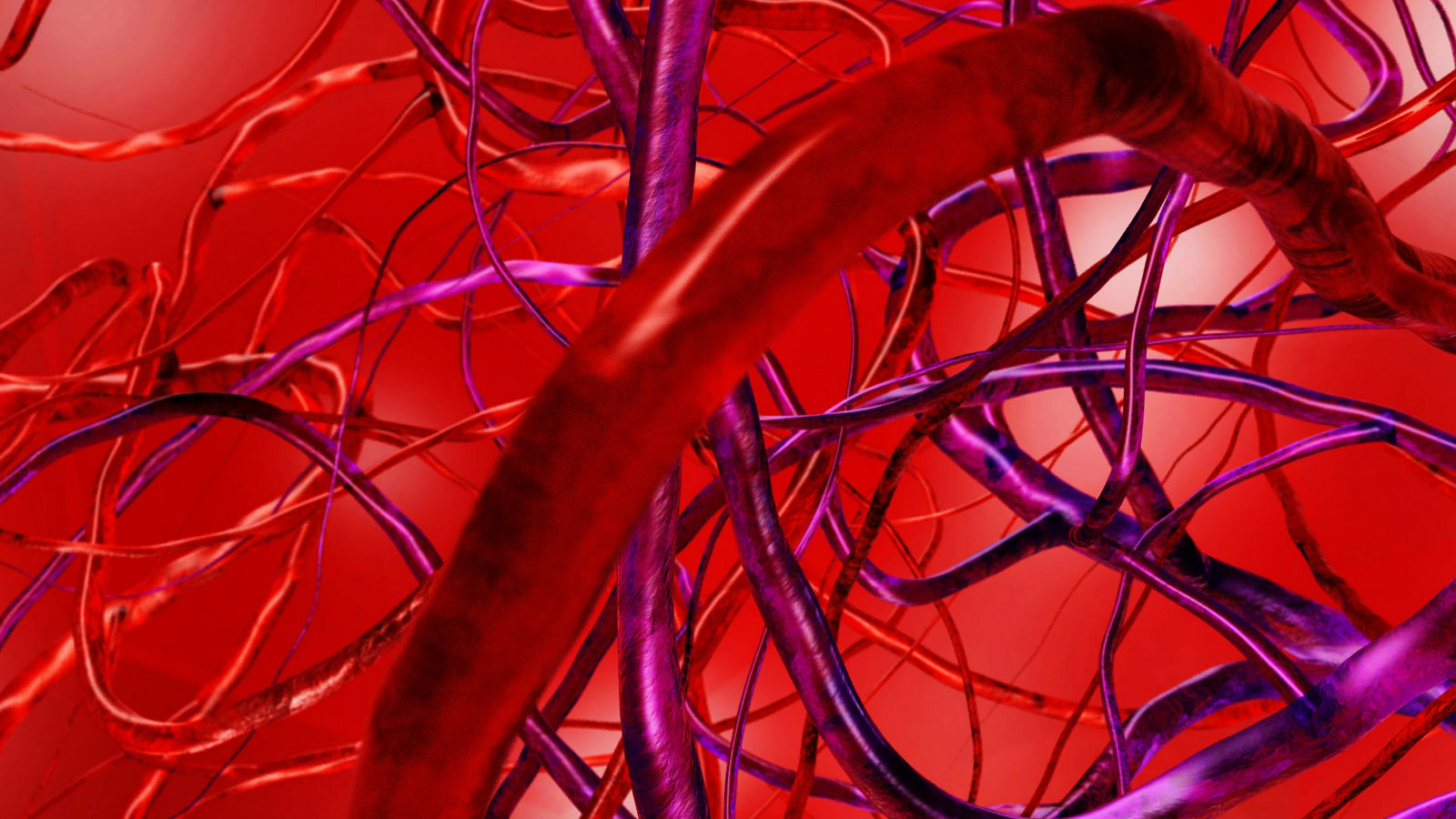 Blood vessels, veins and arteries, circulatory system, 3D rendering