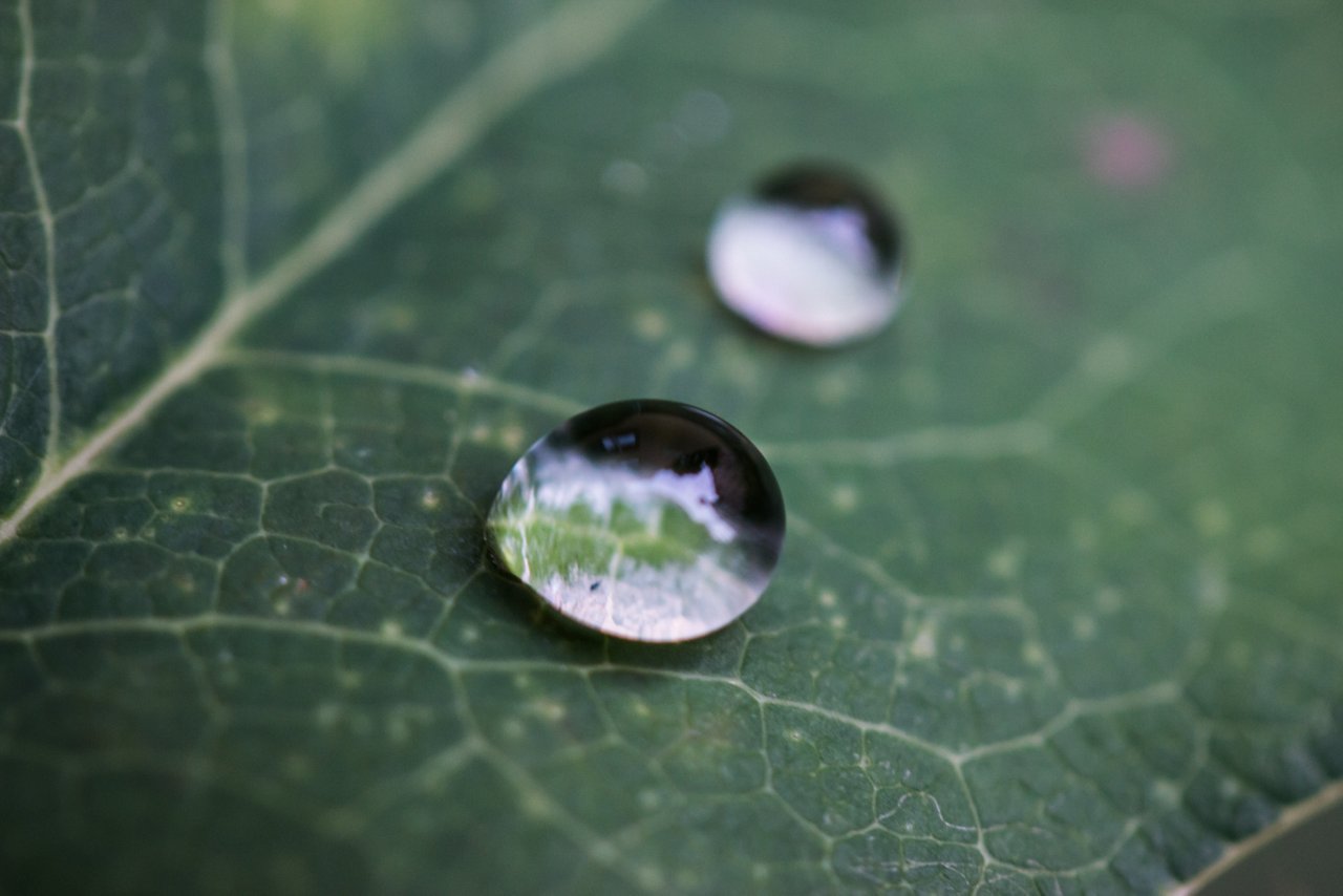 Blatt mit Wassertropfen, Hintergrundbild, abstrakt