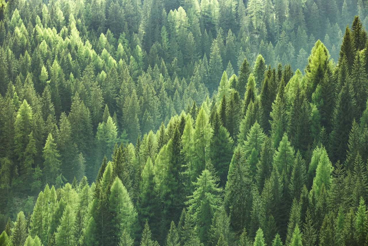 Healthy green trees in a forest of old spruce, fir and pine trees in wilderness of a national park. Sustainable industry, ecosystem and healthy environment concepts and background.

