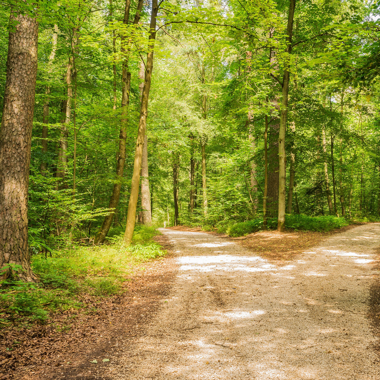 Wald-Weg Richtung Entscheiden