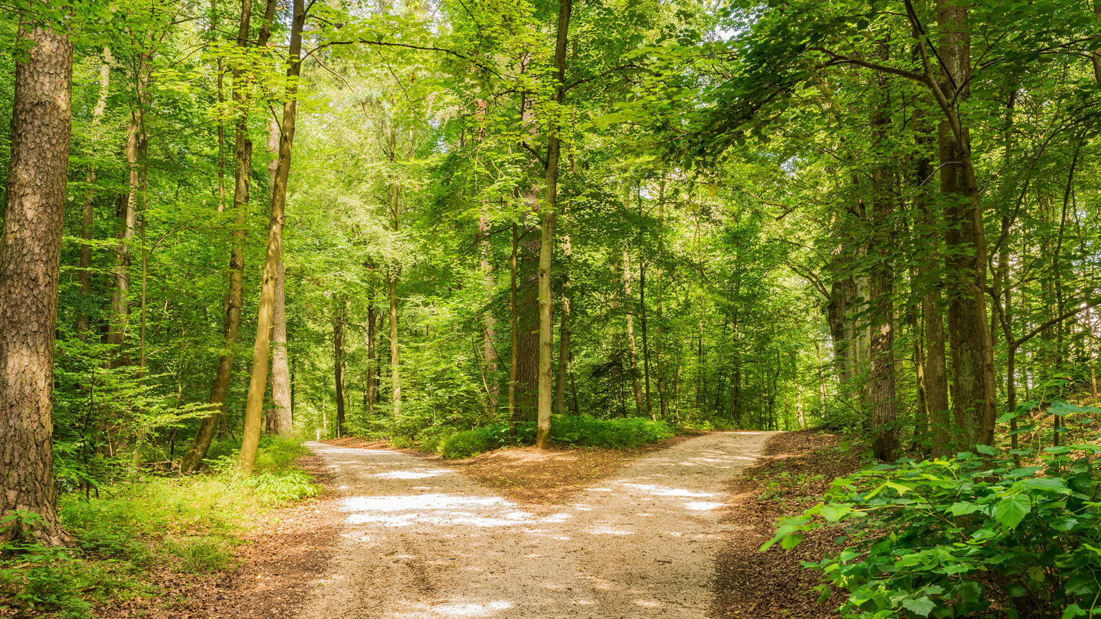 Wald Weg Richtung Entscheiden