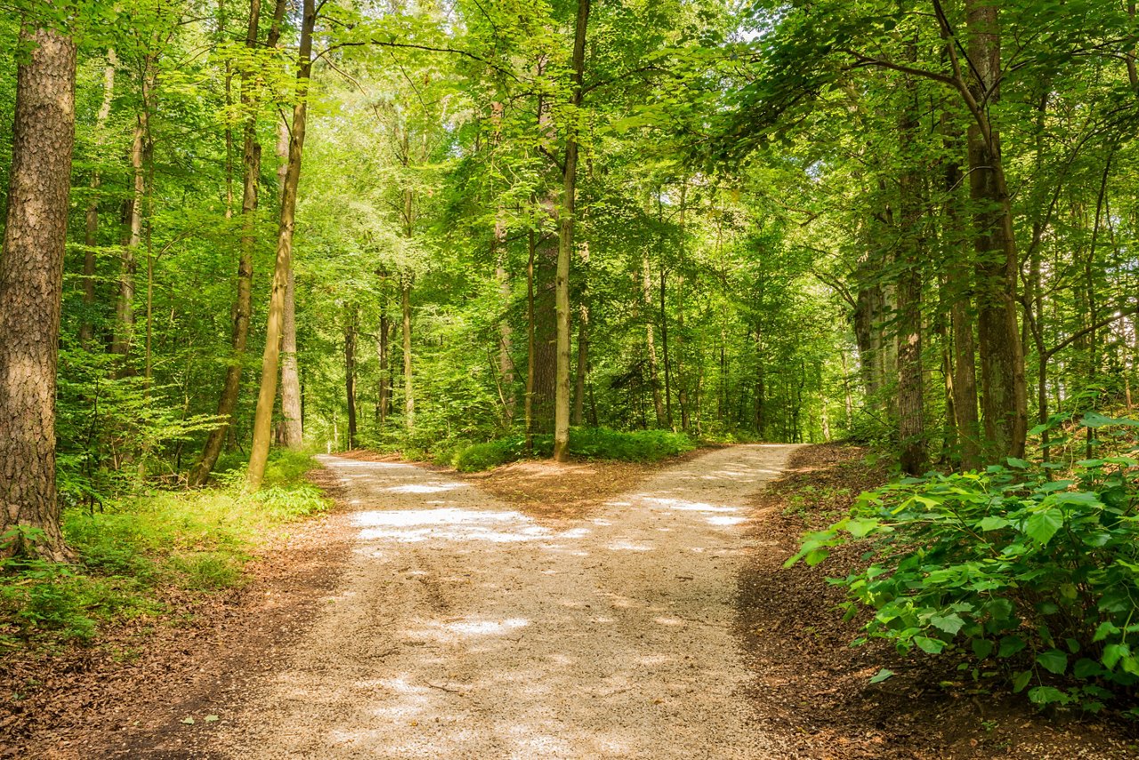 Wald-Weg Richtung Entscheiden