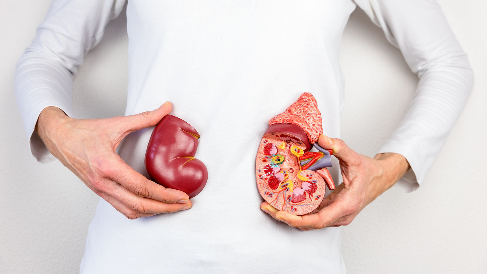 Hands holding model of human kidney organ at body