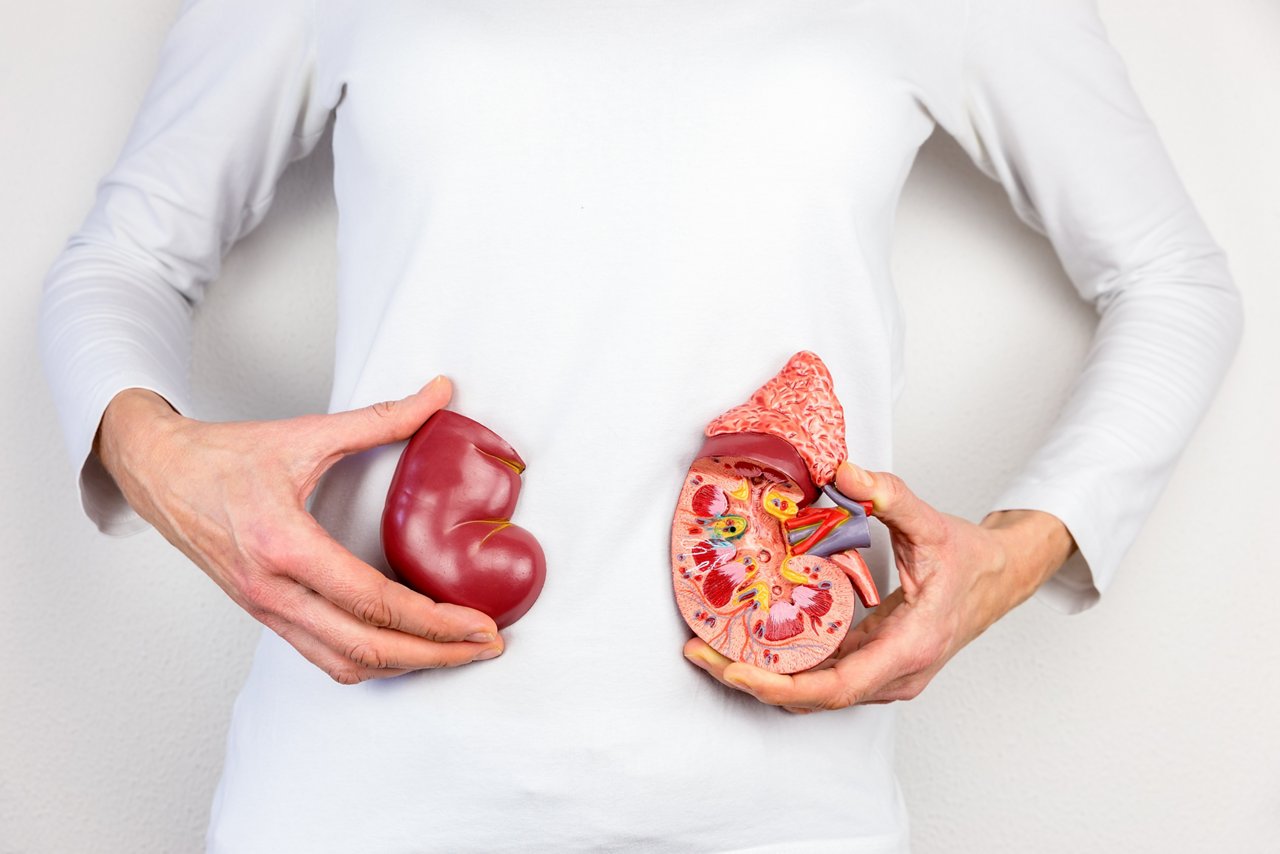 Female hands holding model of human kidney organ in front of body