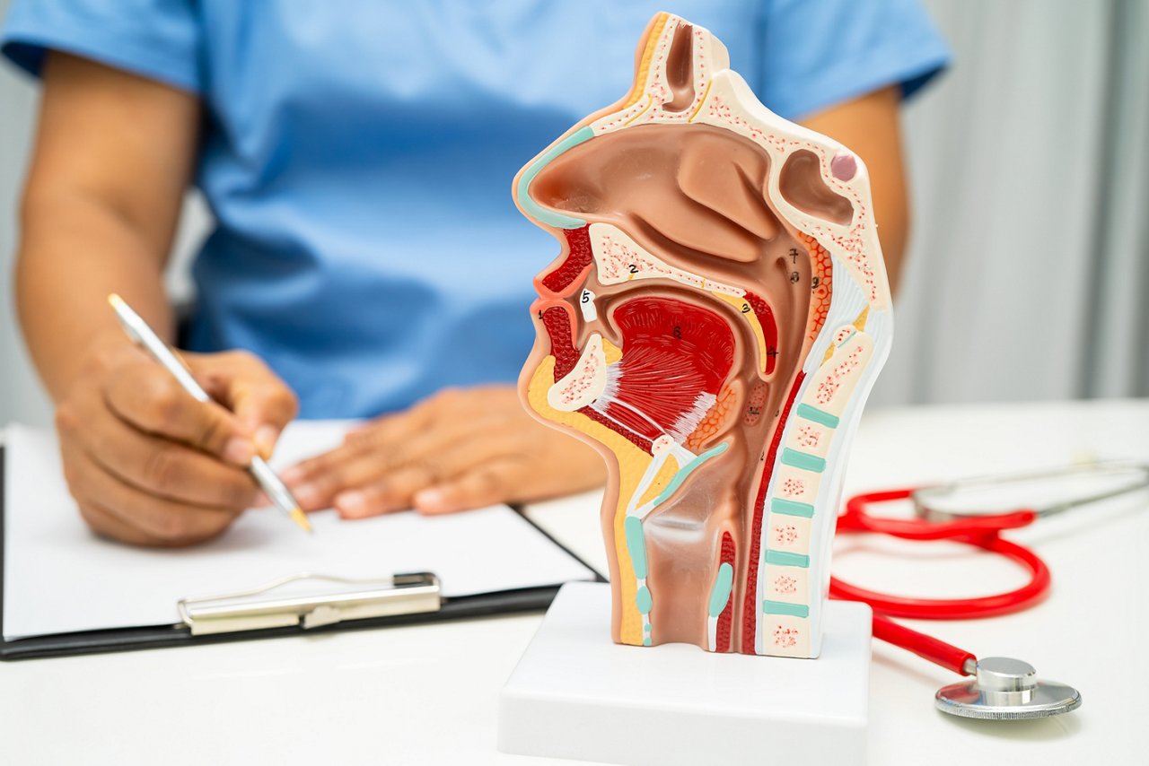 Arzt mit einem anatomischen Modell von Nasen-, Mund- und Rachenraum sowie Hals für Studium, Diagnose und Behandlung im Krankenhaus.