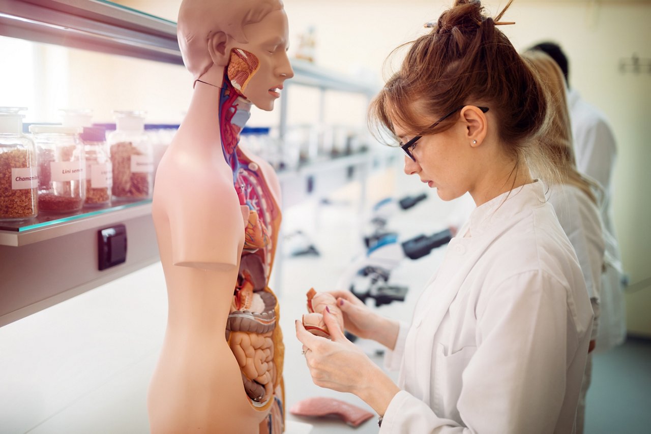 Female student of medicine examining anatomical model in lab