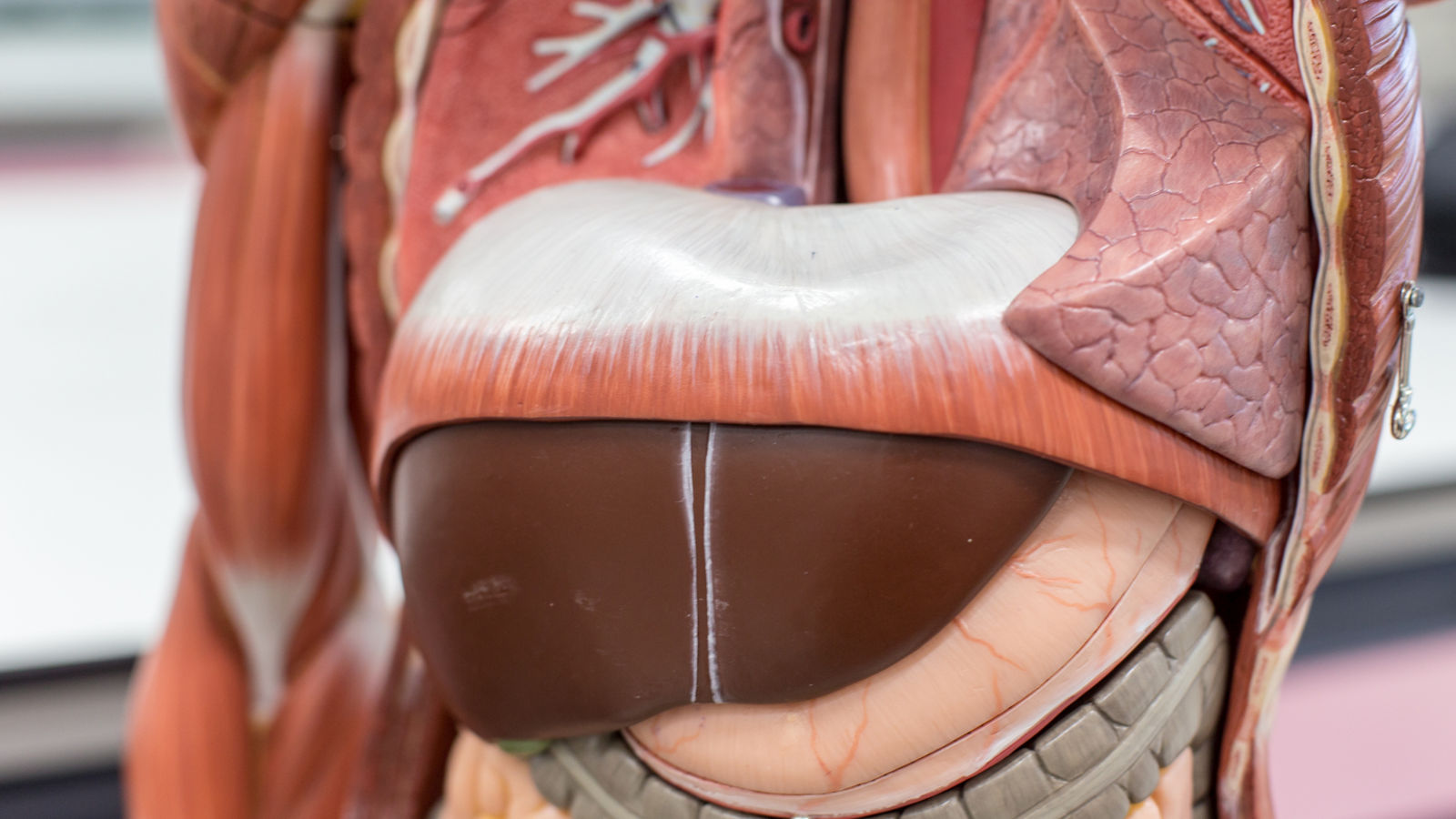 Study of human organs from model in Lab.